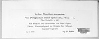 Phragmidium rosae-alpinae image